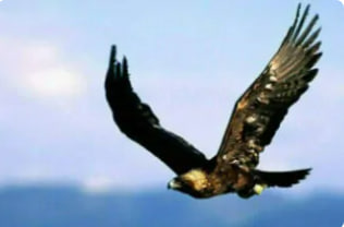 Описание изображения